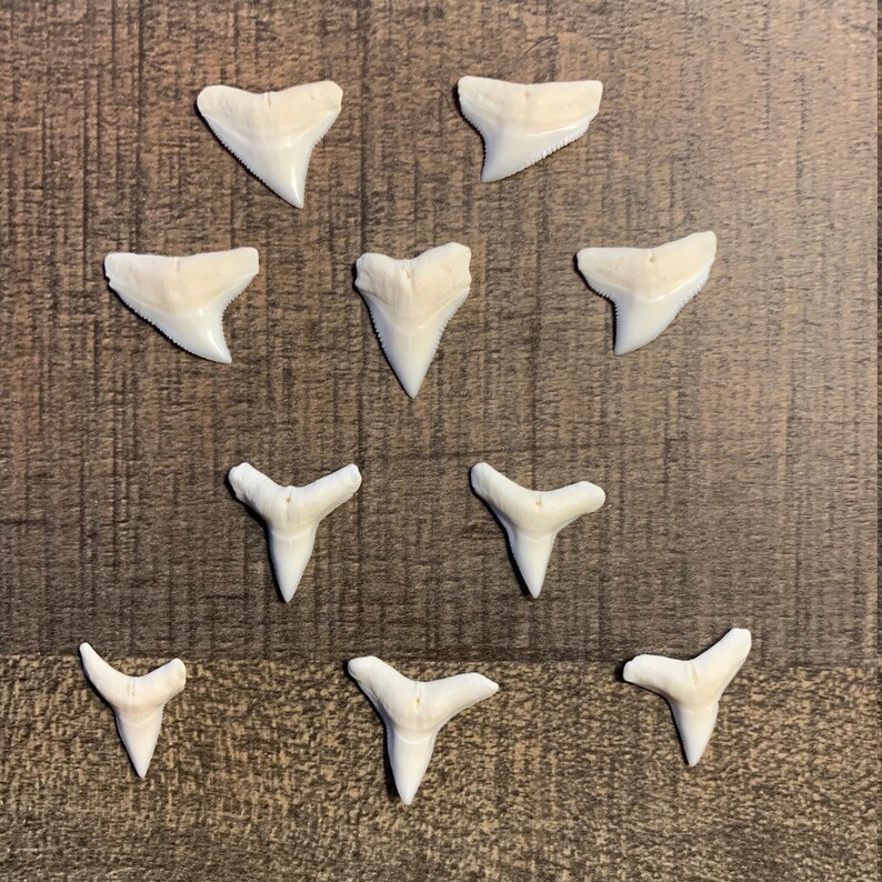 Modern Bull Shark Teeth 34