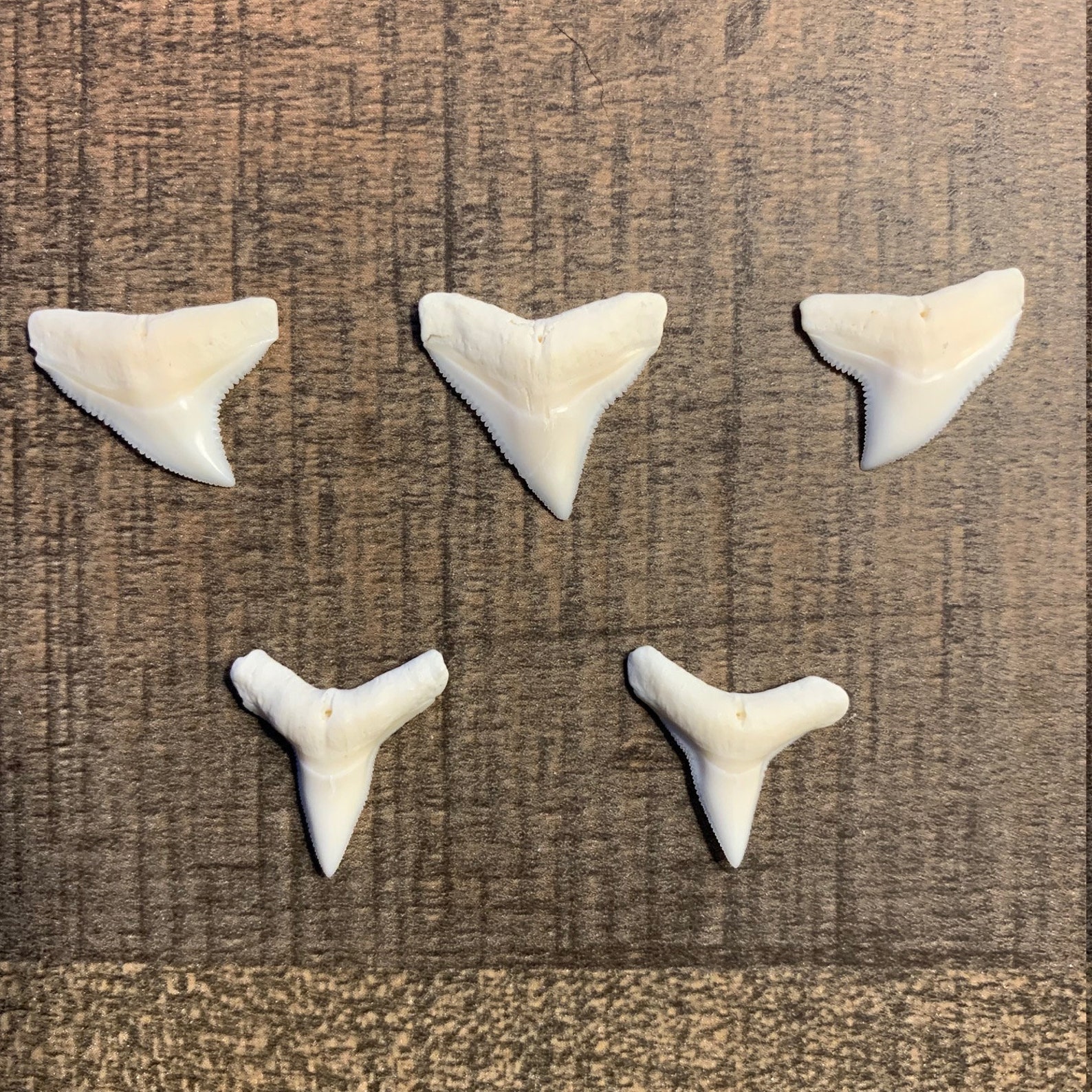 Dientes modernos de tiburón toro 3/4