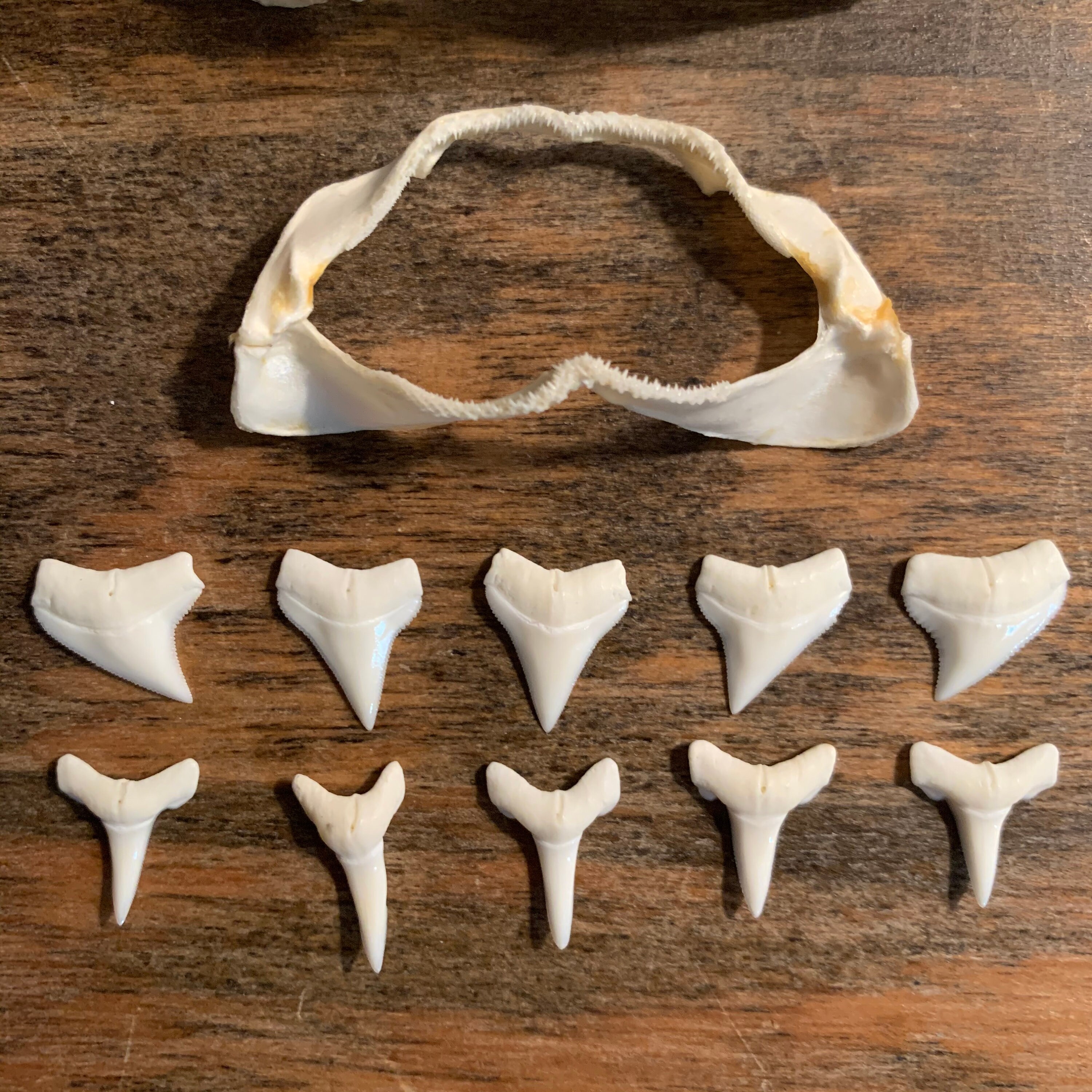 Bamboo Shark Jaw Coral Catshark Jaw and Oceanic Whitetip Etsy