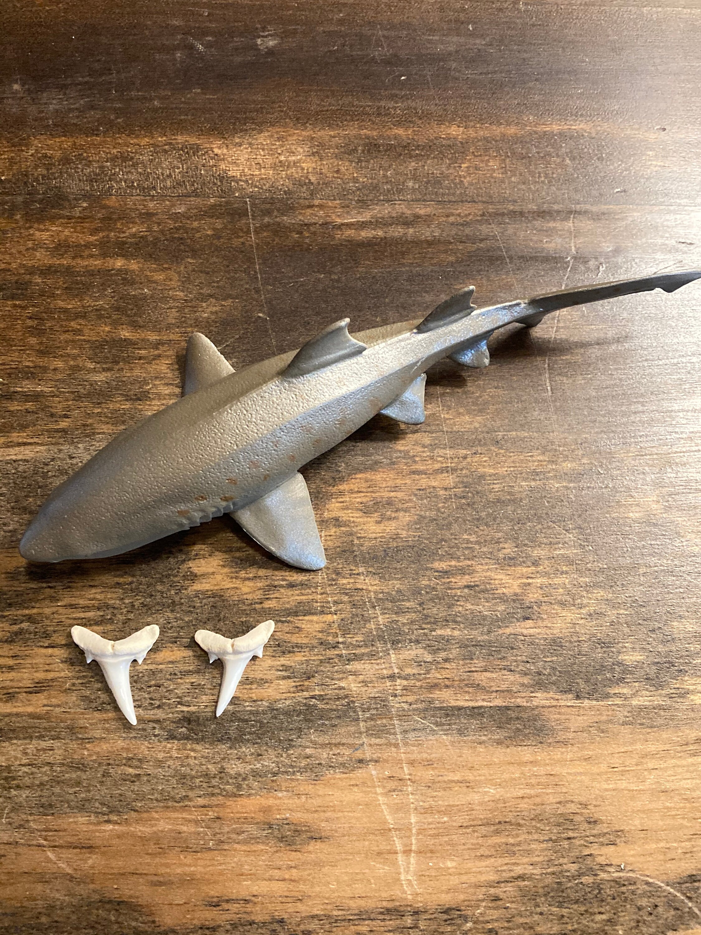Sand Tiger Shark Tooth Set with 6 Sand Tiger Shark | Etsy
