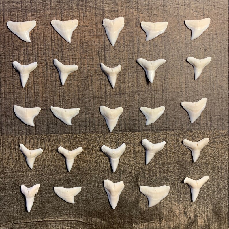 Modern Bull Shark Teeth 34