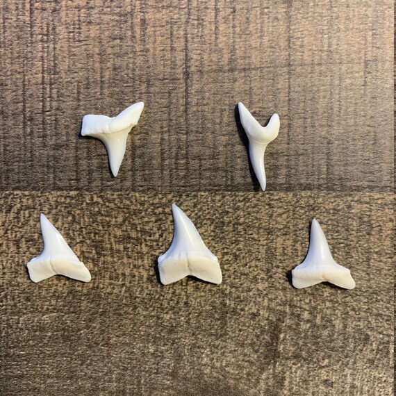 Modern Mako Shark Teeth 3/4 Great for Necklaces and | Etsy