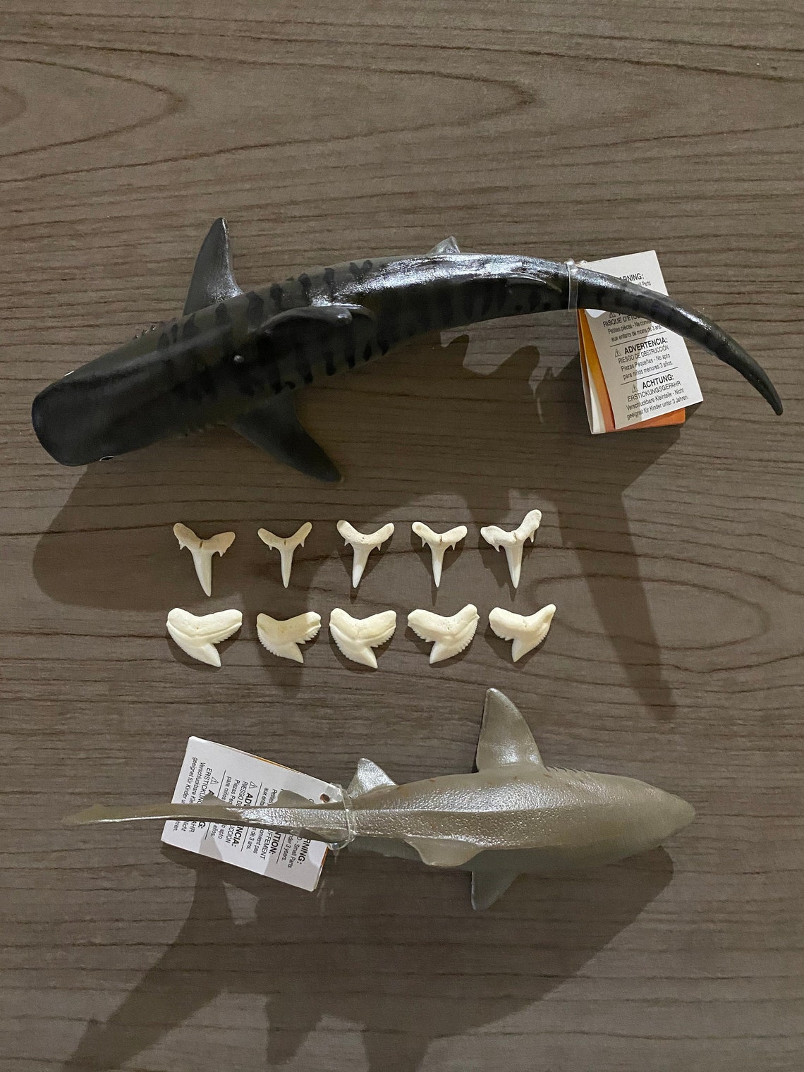 5 Tiger Shark Teeth with Toy 5 Sand Tiger Shark Teeth with | Etsy