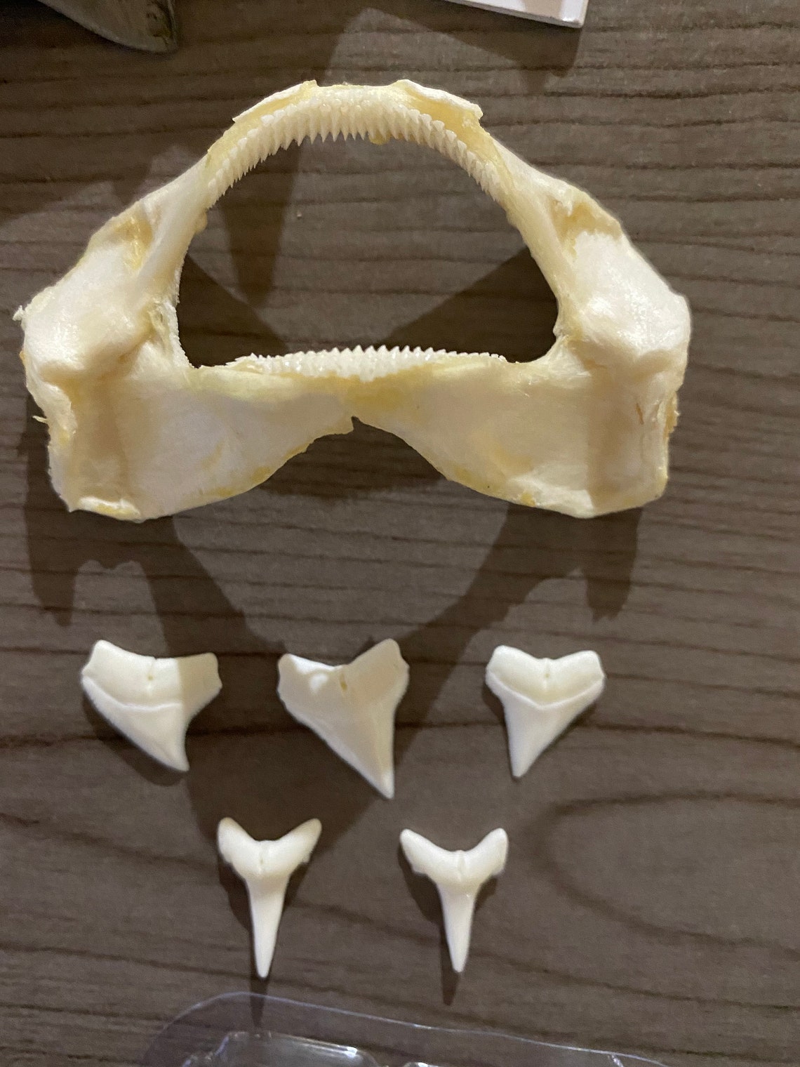 Bamboo Shark Jaw with 5 Oceanic Whitetip Shark Teeth Etsy