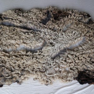 Raw Shetland wool, Unwashed, full fleece, White/Gray_Arwen
