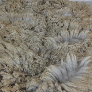 Raw Shetland wool, Unwashed, full fleece, White _Gimli