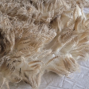 Raw Shetland wool, Unwashed, full fleece, White; _Sugar