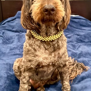May include: A brown and white dog with a gold beaded collar sits on a blue blanket. The dog is looking directly at the camera.