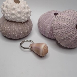 Puede incluir: Un llavero de conchas de erizo de mar rosa y blanco con un anillo plateado. El llavero tiene una pequeña concha rosa unida al anillo.