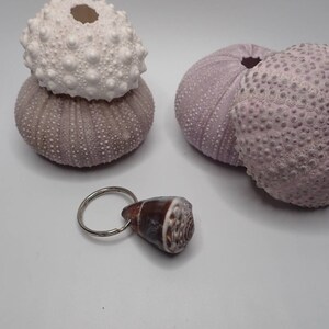 Puede incluir: Tres erizos de mar púrpuras y blancas y una concha marrón sobre un fondo blanco. La concha está unida a un llavero plateado.