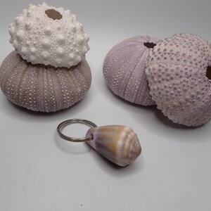 Puede incluir: Tres conchas de erizo de mar de color púrpura y blanco y una pequeña concha de mar de color púrpura y blanco sobre un fondo blanco.