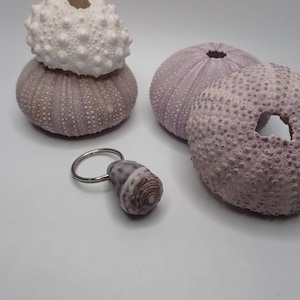 Puede incluir: Un conjunto de tres erizos de mar púrpuras y un pequeño llavero de concha. Los erizos de mar están dispuestos en forma de pirámide, con el más grande en la parte inferior y el más pequeño en la parte superior. El llavero está hecho de un anillo de plata con una pequeña concha unida a él.