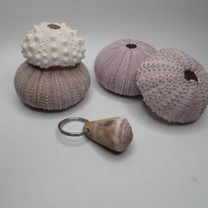 Puede incluir: Tres erizos de mar púrpuras y un erizo de mar blanco con una pequeña concha en forma de cono unida a un llavero plateado.