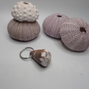 Puede incluir: Una concha de mar marrón y blanca unida a un llavero plateado. La concha tiene forma de cono. Hay tres erizos de mar púrpuras en el fondo.