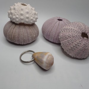 Puede incluir: Un conjunto de tres erizos de mar, dos son morados y uno es blanco. Una pequeña concha está unida a un llavero plateado.