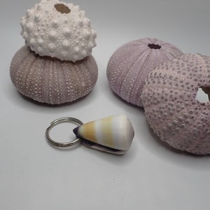 Puede incluir: Un llavero de conchas marinas de color morado y blanco con un anillo de plata. La concha es de forma cónica con rayas blancas y una base morada. El llavero está al lado de tres erizos de mar morados.