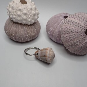 Puede incluir: Un llavero de concha marina con un anillo de llave plateado. La concha es de color marrón claro con un patrón blanco y naranja. La concha está unida a un anillo de llave plateado. El fondo de la imagen es una superficie blanca con tres erizos de mar púrpuras.