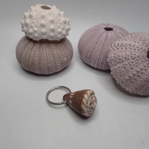 Puede incluir: Una concha de mar marrón y blanca unida a un llavero plateado. La concha tiene forma de cono y presenta un patrón en espiral. El llavero está sobre una superficie blanca. Hay tres erizos de mar en el fondo, dos son morados y uno es blanco.