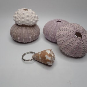 Puede incluir: Cuatro erizos de mar, dos son de color púrpura claro, uno es blanco y uno es una concha marrón claro con un llavero plateado.