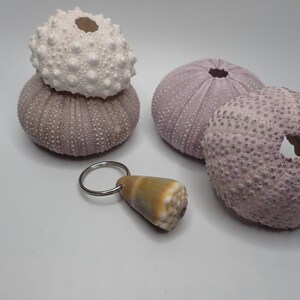 Puede incluir: Un conjunto de cuatro conchas de erizo de mar, dos son moradas y dos son blancas. Una de las conchas moradas se utiliza como llavero con un anillo plateado y una pequeña concha de mar amarilla y blanca adjunta.