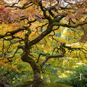 The Tree - Portland Japanese Garden