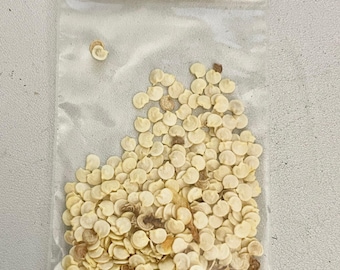 LIVE PLANT SEEDS Yellow Bell Peppers 3g 100+ Seeds