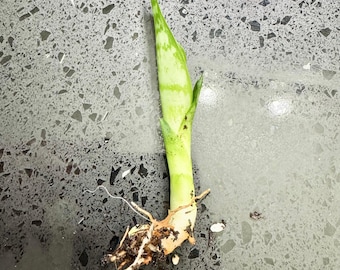 LIVE PLANT Snake Plant Moonshine Sansevieria Plantlet