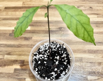 LIVE PLANT Avocado Haas Plant 6 "Topf mit Wasserschale