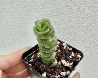 LIVE PLANT Succulent Crassula Rupestris Marnieriana Jade Necklace Starter Pot