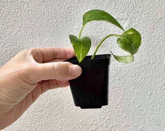LEBDEN PFLANZE Pothos Epipremnum Aureum Starter Topf