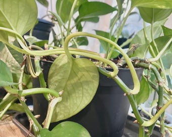 LIVE PLANT Pothos Epipremnum Aureum 4,5 "Topf mit Wasserschale