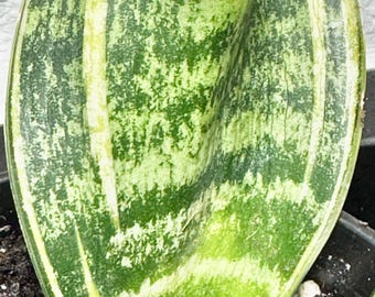 LIVE PLANT Snake Plant Laurentii D. Trifasciata Starter Pot