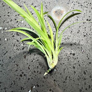 LIVE PLANT Spider Plant Chlorophytum Comosum Bonnie Plantlet