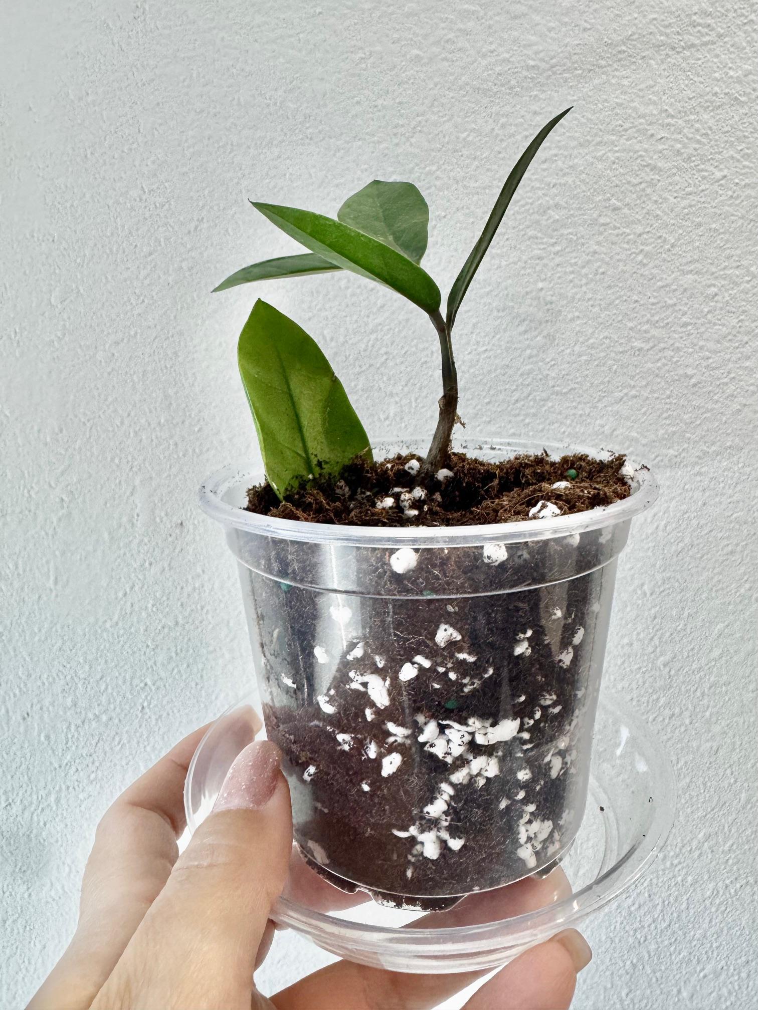 Zenzi plants - Etsy 日本