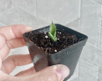 LIVE PLANT Snake Plantlet Moonshine Sansevieria Starter Pot