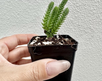 LIVE PLANT Succulent Crassula Imperialis Giant Watch Chain Starter Pot