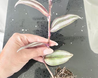 LIVE PLANT Wandering Jew Tradescantia Zebrina Rooted Cutting