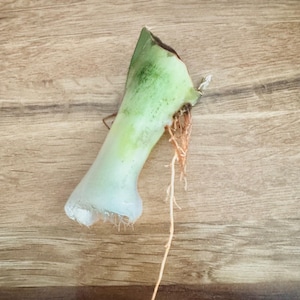 LIVE PLANT Moonshine Snake Plant Sansevieria Rooted Cutting