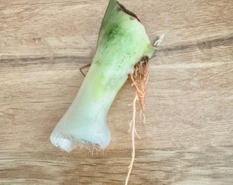 LIVE PLANT Snake Plant Laurentii D. Trifasciata Rooted Cutting