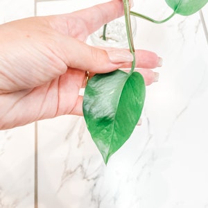 LIVE PLANT Pothos Epipremnum Aureum Rooted Cutting