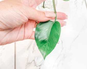 LIVE PLANT Pothos Epipremnum Aureum Rooted Cutting