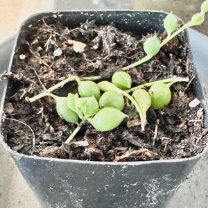 Op de afbeelding: Een kleine, vierkante zwarte plastic pot gevuld met donkere aarde en een String of Pearls vetplant. De plant heeft kleine, ronde, lichtgroene, parelachtige bladeren en slepende stengels. De pot staat op een lichtgrijze ondergrond.