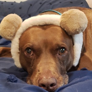 May include: A brown dog wearing a white headband with brown fuzzy ear covers. The headband has a light blue ribbon.