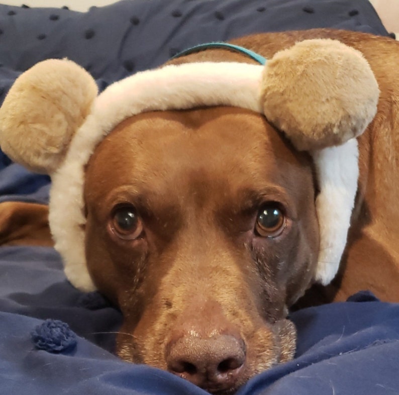 May include: A brown dog wearing a white headband with brown fuzzy ear covers. The headband has a light blue ribbon.