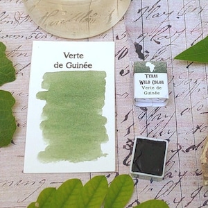 African Verte de Guinée Watercolor - Africa Wild Arts Series