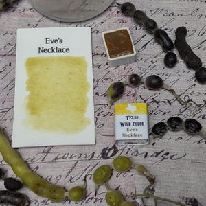 Texas Eve&#39;s Necklace Watercolor