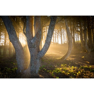 Trees Through The Forest Wall Print, Metal Prints, Nature Photography, Canvas Wrap, Trees Wall Art, Sun Rays Beauty Home Decor
