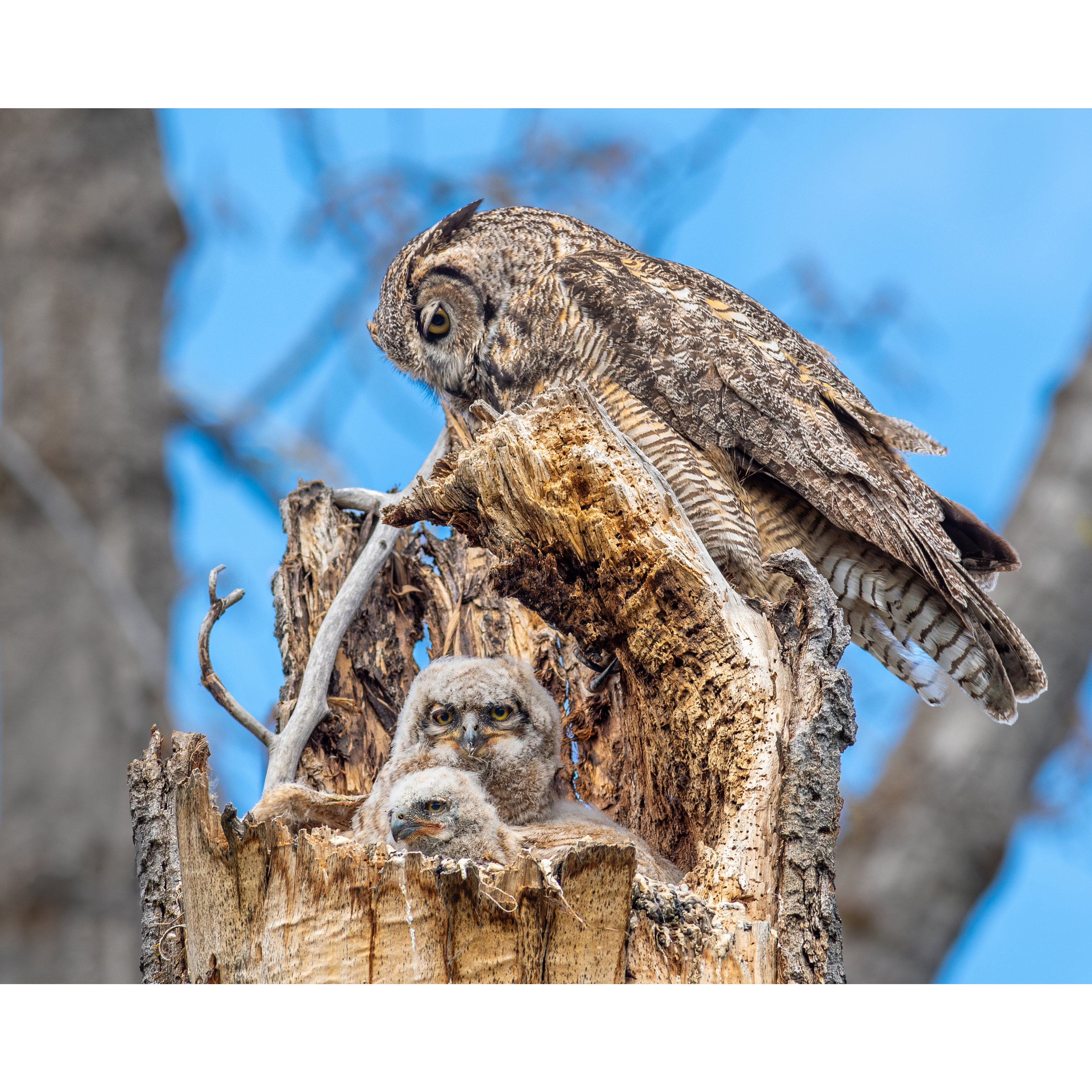 Great Horned Owl Family Wall Print, Metal Prints, Nature Great Horned Owl Family Wall Print, Metal Prints, Nature