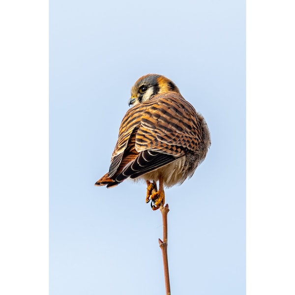 American Kestrel Wall Print, Metal Prints, Nature Photography, Wildlife Wall Art, Birds Of Prey Wall Art, Falcon Canvas Wrap, Home Decor