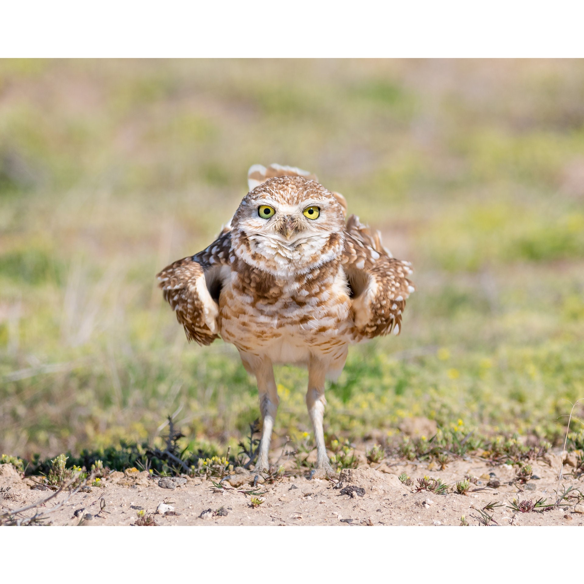 Burrowing Owl Attitude Wall Print, Metal Prints, Nature Birding Photography, Wildlife Humor Canvas W